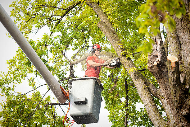 Professional  Tree Services in Sunset Hills, MO